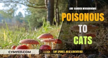 Exploring the Toxicity of Garden Mushrooms to Feline Friends