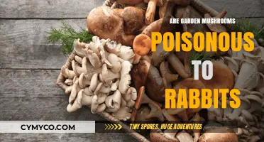 Toxic or Treat: The Truth About Garden Mushrooms for Rabbits