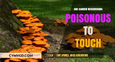 Exploring the Safety of Garden Mushrooms: A Touch of Poison?