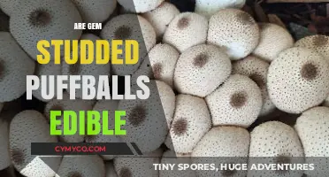Are Gem-Studded Puffballs Edible? A Fungal Feast or Fatal Mistake?