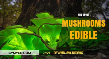 Exploring the Edibility of Ghost Mushrooms: A Culinary Adventure