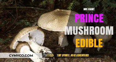 Exploring the Edibility of Giant Prince Mushrooms: A Comprehensive Guide