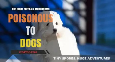 Are Giant Puffball Mushrooms Toxic to Dogs? A Comprehensive Guide