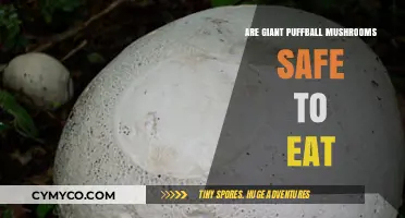 Exploring Edibility: Are Giant Puffball Mushrooms Safe to Eat?
