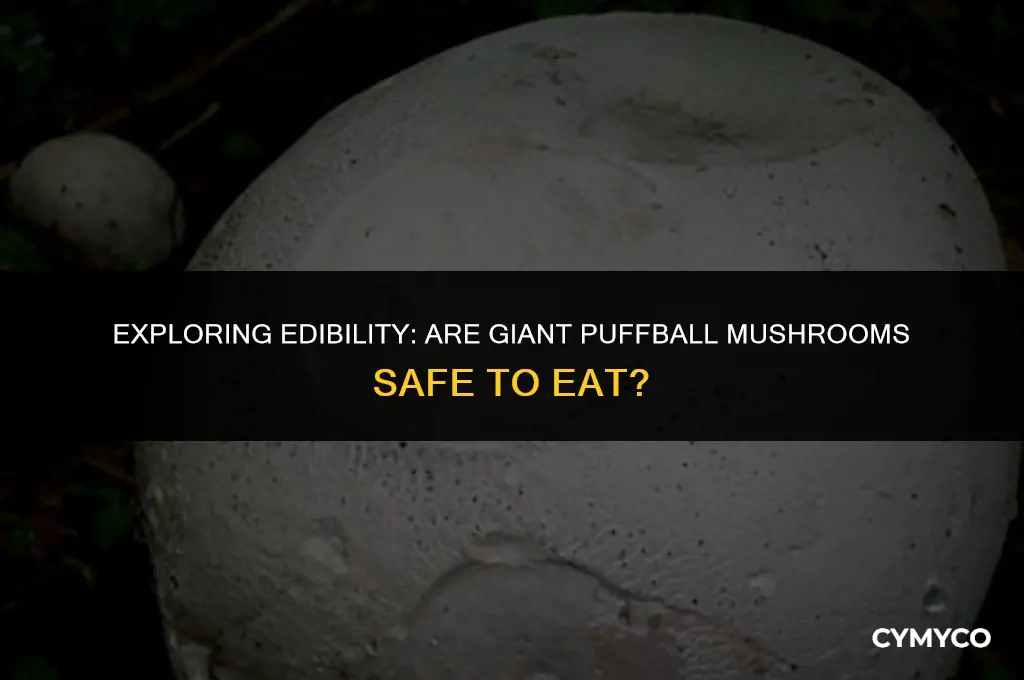 are giant puffball mushrooms safe to eat