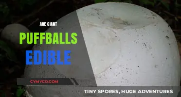 Are Giant Puffballs Edible? A Guide to Safe Foraging
