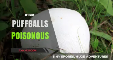 Are Giant Puffballs Poisonous? Unveiling the Truth About These Fungi
