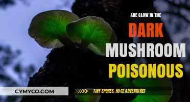 Are Glow-in-the-Dark Mushrooms Poisonous? Facts and Myths