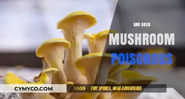 Unveiling the Truth: Are Gold Mushrooms Poisonous or Safe?