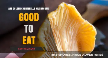 Savoring Nature's Bounty: The Delicious World of Golden Chanterelles