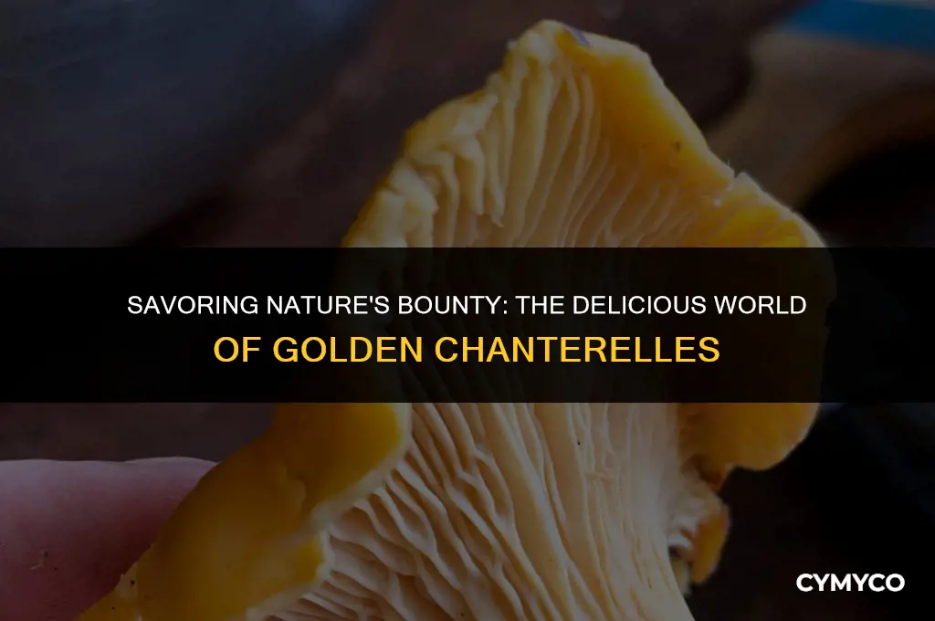 are golden chanterelle mushrooms good to eat