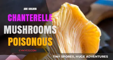 Exploring the Edibility and Safety of Golden Chanterelle Mushrooms