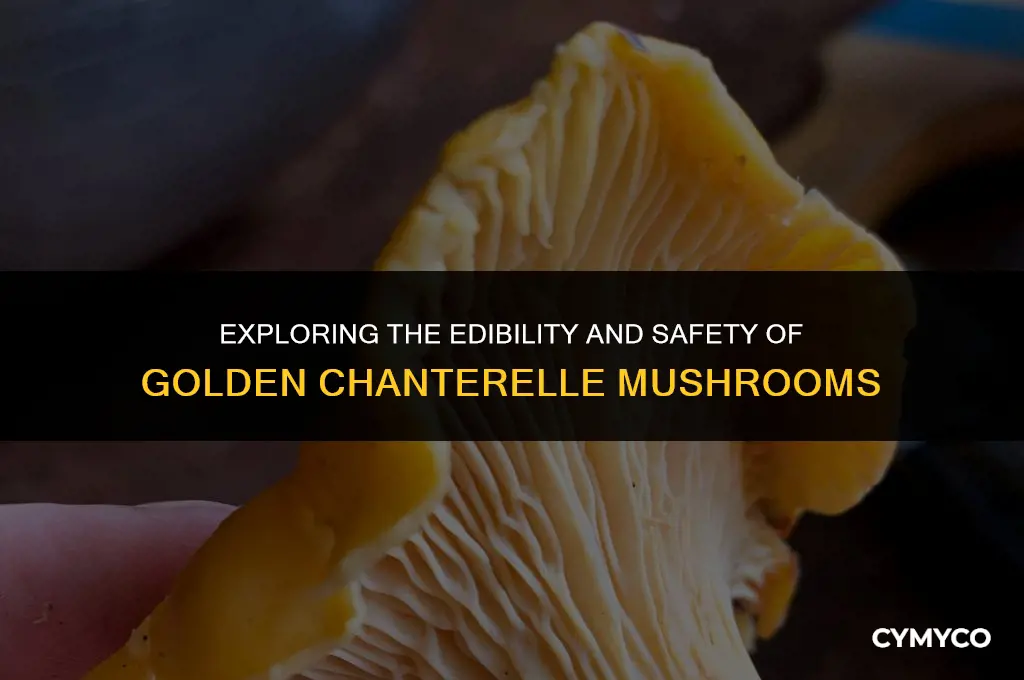 are golden chanterelle mushrooms poisonous