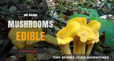 Exploring Edibility: The Truth About Golden Mushrooms