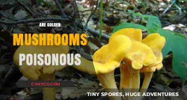 Exploring the Edibility of Golden Mushrooms: A Comprehensive Guide