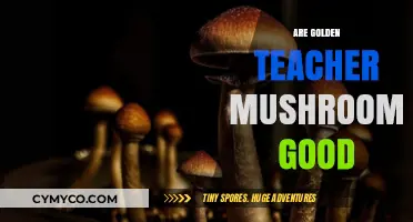 Exploring the Benefits and Uses of Golden Teacher Mushrooms