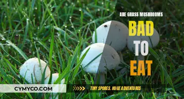 Exploring Edibility: Are Grass Mushrooms Safe to Eat?