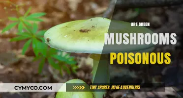 Exploring the Edibility of Green Mushrooms: Poisonous or Safe?