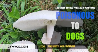 Are Green Spored Parasol Mushrooms Toxic to Canines?