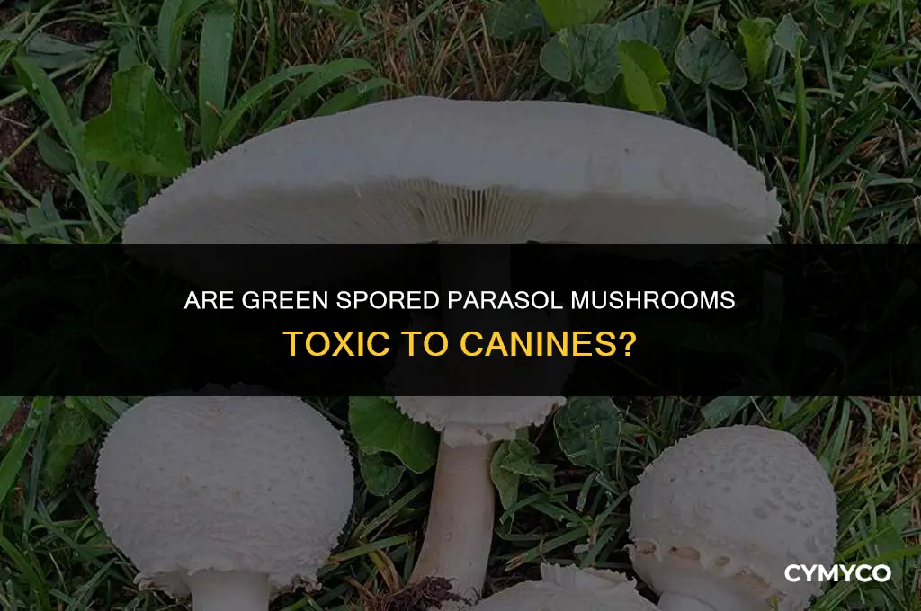 are green spored parasol mushrooms poisonous to dogs