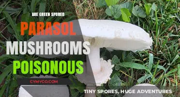 Exploring the Edibility of Green-Spored Parasol Mushrooms: A Comprehensive Guide