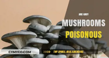 Exploring the Edibility of Grey Mushrooms: A Comprehensive Guide