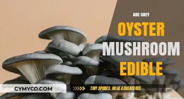 Exploring Edibility: Are Grey Oyster Mushrooms Safe to Eat?