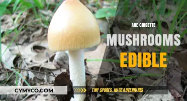 Exploring the Edibility of Grisette Mushrooms: A Comprehensive Guide