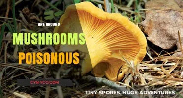Exploring the Edibility of Ground Mushrooms: A Comprehensive Guide