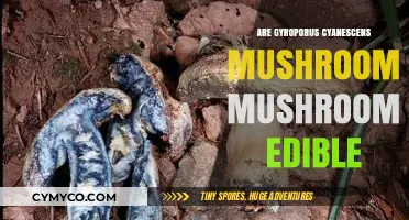 Exploring the Edibility of Gyroporus Cyanescens Mushrooms: A Comprehensive Guide