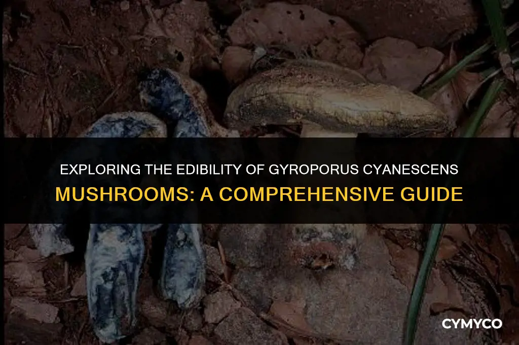 are gyroporus cyanescens mushroom mushroom edible