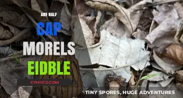 Exploring the Edibility of Half Cap Morels: A Culinary Adventure