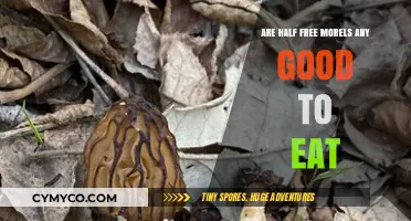 Exploring the Edibility and Quality of Half-Free Morels