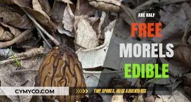 Exploring the Edibility of Half-Free Morels: A Culinary Adventure