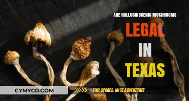 Exploring the Legal Landscape of Hallucinogenic Mushrooms in Texas