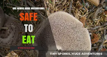 Exploring Edibility: Are Hawks Wing Mushrooms Safe to Eat?