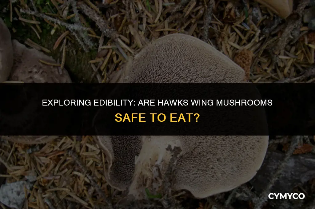 are hawks wing mushrooms safe to eat
