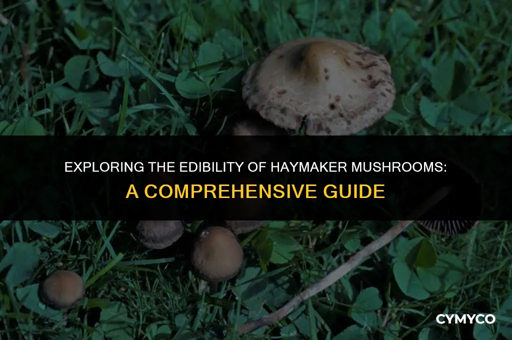 are haymaker mushrooms poisonous