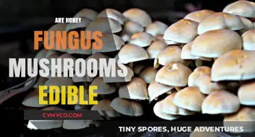 Honey Fungus Mushrooms: Edible or Not? A Tasty Investigation