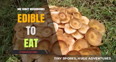 Exploring the Edibility of Honey Mushrooms: A Comprehensive Guide
