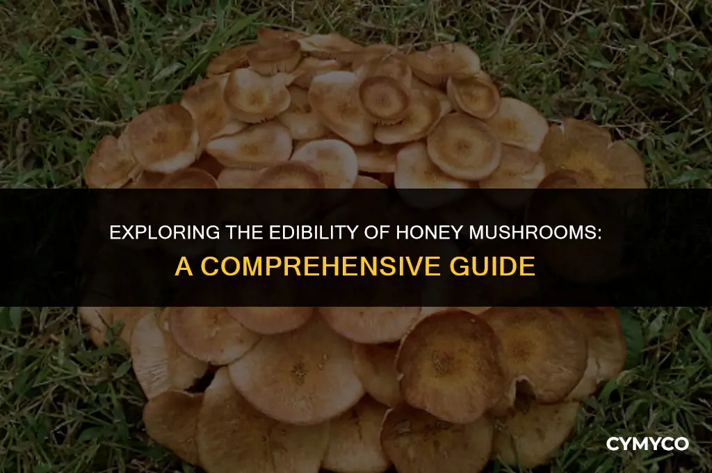 are honey mushrooms edible to eat