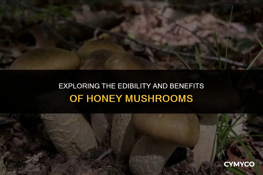 are honey mushrooms good
