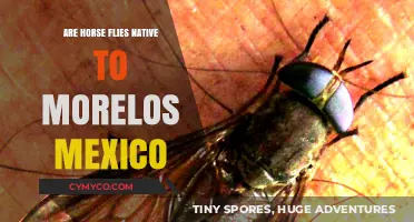 Exploring the Origins: Are Horse Flies Native to Morelos, Mexico?