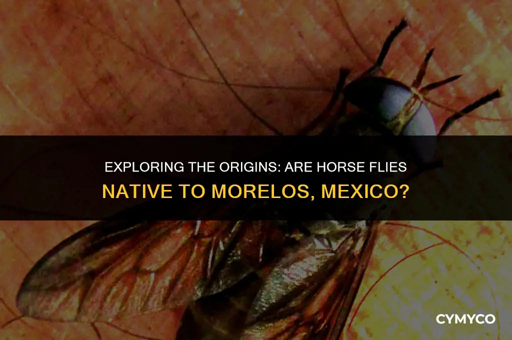 are horse flies native to morelos mexico