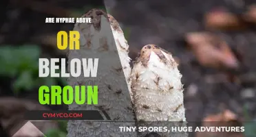 Hyphae Location: Above or Below Ground? Unraveling Fungal Networks