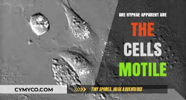 Hyphae Visibility and Cell Motility: Unraveling Fungal and Microbial Dynamics