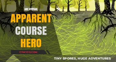 Are Hyphae Apparent on Course Hero? Exploring Fungal Networks in Learning