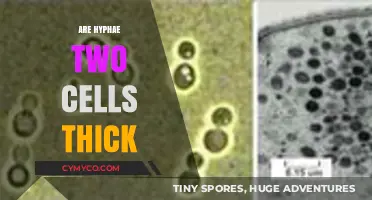 Are Hyphae Two Cells Thick? Unraveling Fungal Structure Mysteries