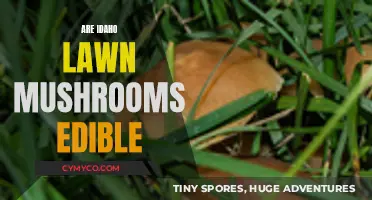 Exploring Edibility: A Guide to Idaho Lawn Mushrooms