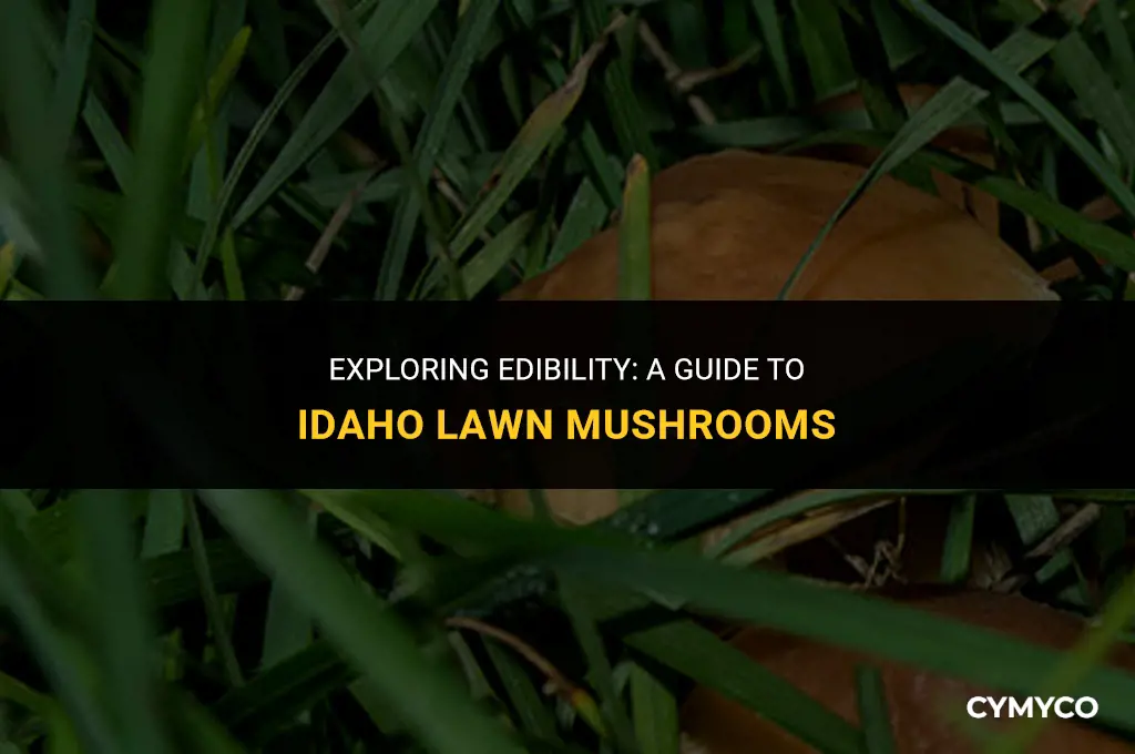 are idaho lawn mushrooms edible
